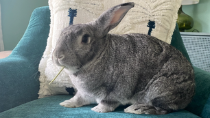 bunny