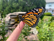 butterfly